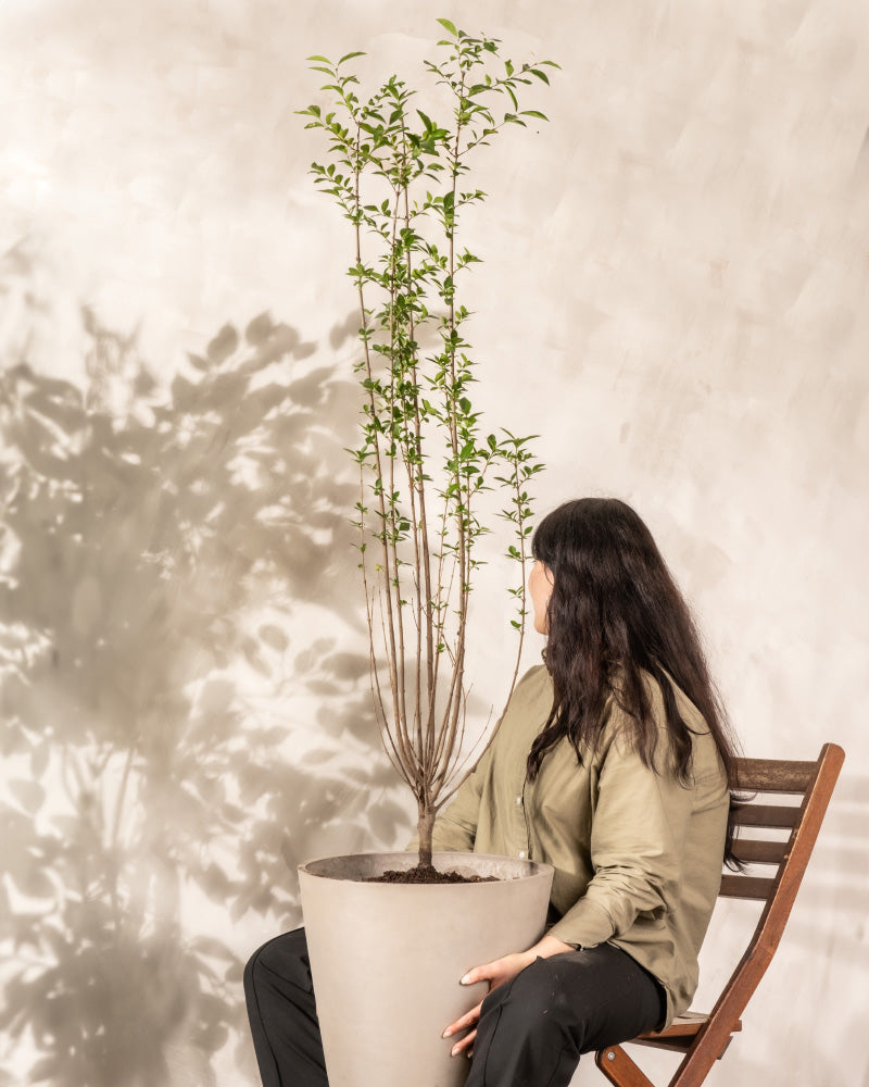 Eine Person mit langen dunklen Haaren, gekleidet in ein hellgrünes Hemd und schwarze Hosen, sitzt auf einem Holzstuhl und hält einen großen Topf Liguster mit mehreren hohen, dünnen Stielen und grünen Blättern. Der Hintergrund ist eine helle, neutral gefärbte Wand.