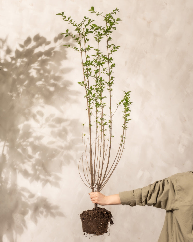 Eine Person in einem grünen Hemd hält vor einem hellen Hintergrund eine junge Ligusterpflanze mit sichtbaren Wurzeln und Erde hoch. Die Liguster hat mehrere dünne Stängel mit grünen Blättern. Die Wand dahinter wirft einen weichen, blätterigen Schatten.