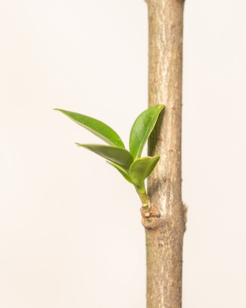Eine Nahaufnahme eines Astes, aus dessen Knoten neue grüne Blätter sprießen. Der Hintergrund ist schlicht und betont die frischen, lebendigen Blätter und die glatte Textur des Ligusters.
