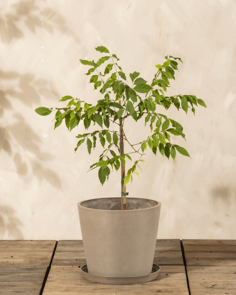 Eine kleine Lila Glyzinie wächst in einem hellgrauen Pflanzgefäß auf einem Holzboden vor einer beigen Wand, mit einem dünnen, auf einen Stock gestützten Stiel, üppigen grünen Blättern an mehreren Zweigen und jungen lila Blütenknospen.