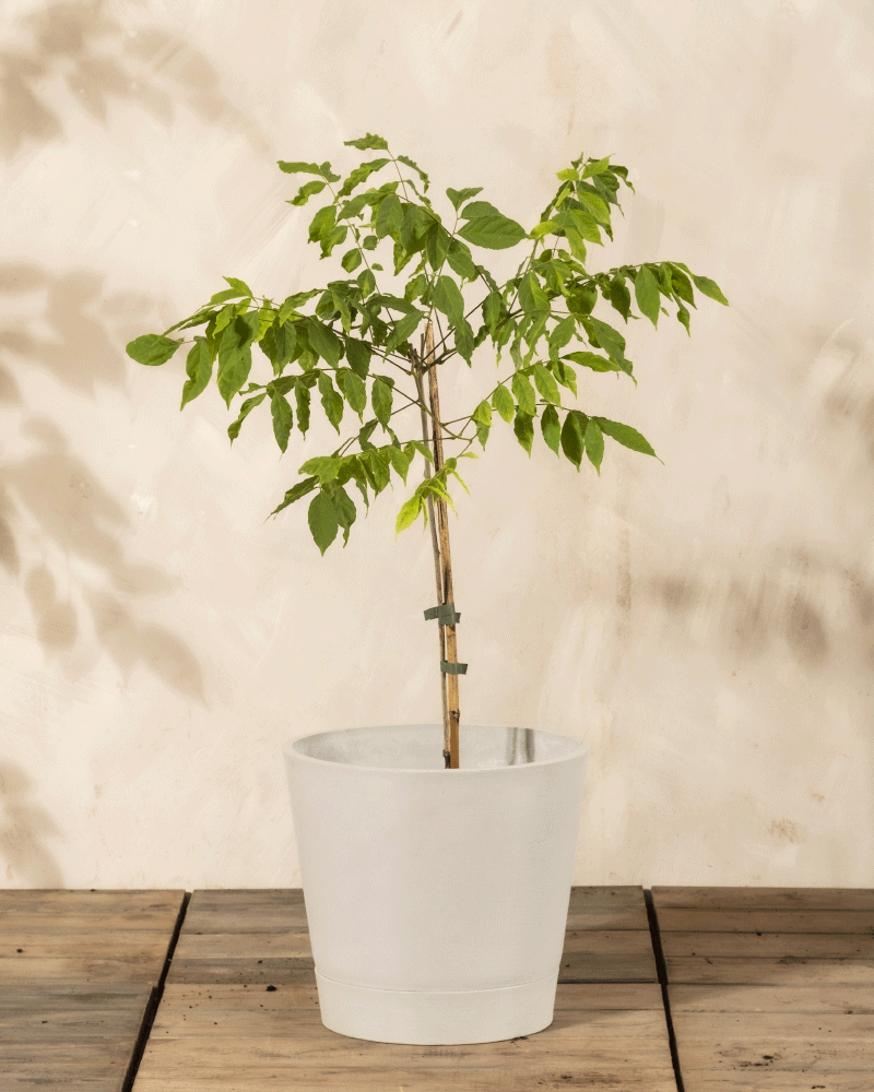 Ein junger, belaubter Baum mit dünnem Stamm wächst in einem weißen Topf auf Holz vor einer hellbeigen Wand - seine zarten lilafarbenen Blüten verraten, dass es sich um die Lila Glyzinie handelt.