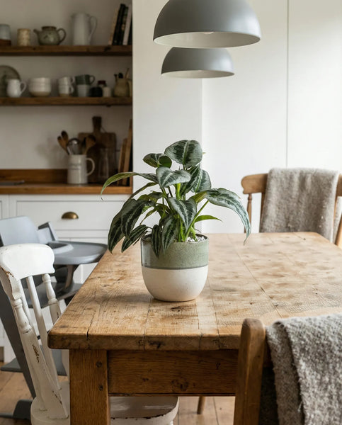 Eine Schismatoglottis 'Silver Indukan' - feey sitzt auf einem hölzernen Esstisch in einer gemütlichen Küche mit weißen Stühlen, Regalen mit Geschirr, zwei grauen Pendelleuchten darüber und einer beigen Strickdecke, die über einen Stuhl drapiert ist.