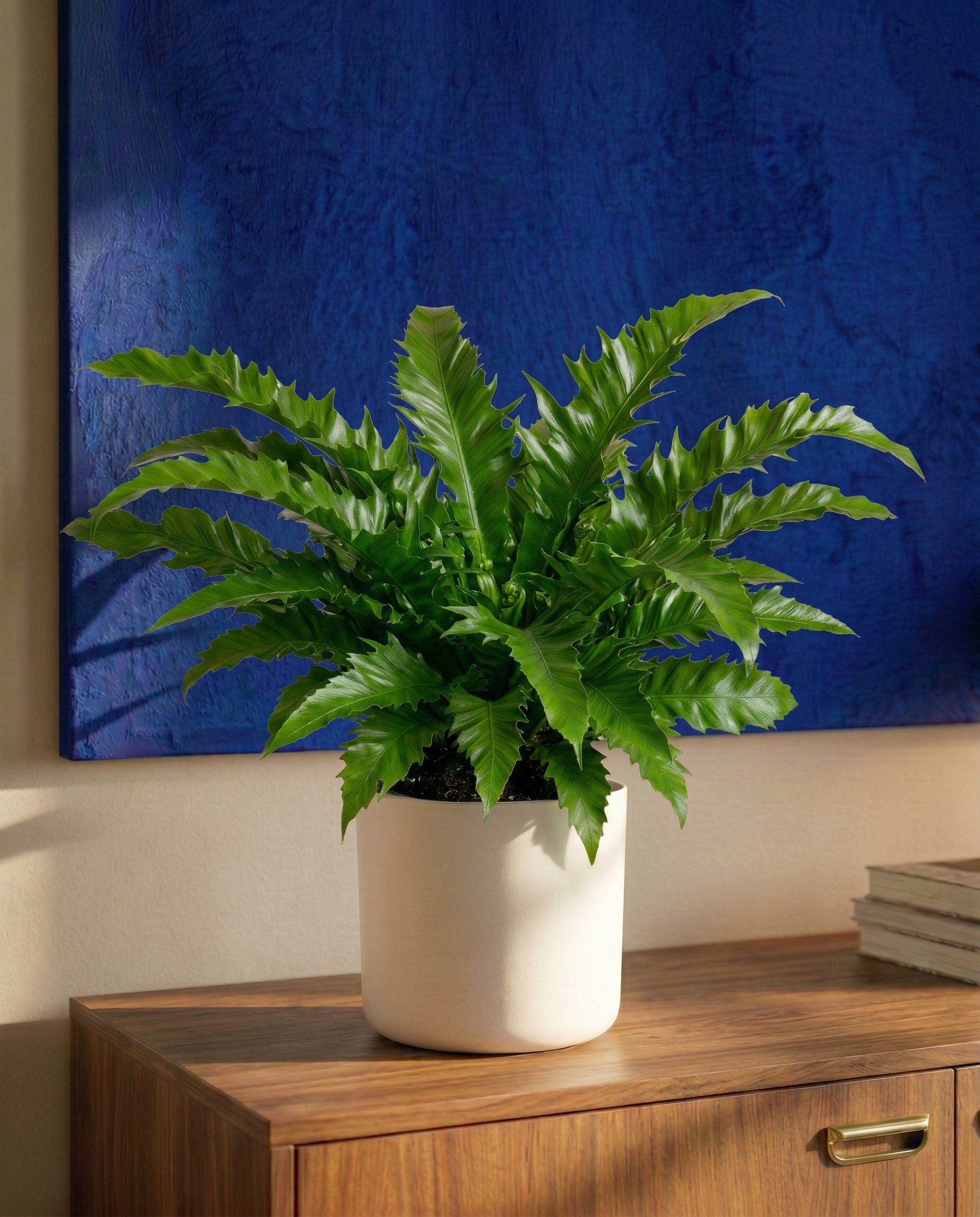 Eine leuchtende Nestfarn 'Gioia' in einem weißen Topf steht auf einem Holzschrank neben einem Stapel Bücher, und an der Wand dahinter hängt ein großes blaues Kunstwerk.