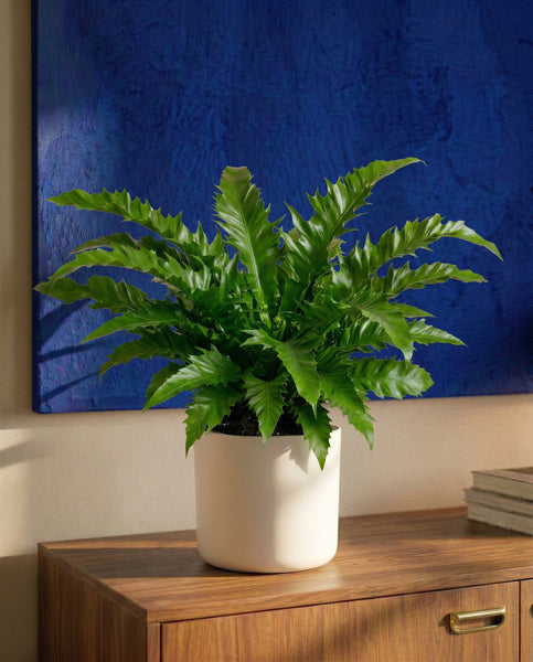 Eine leuchtende Nestfarn 'Gioia' in einem weißen Topf steht auf einem Holzschrank neben einem Stapel Bücher, und an der Wand dahinter hängt ein großes blaues Kunstwerk.