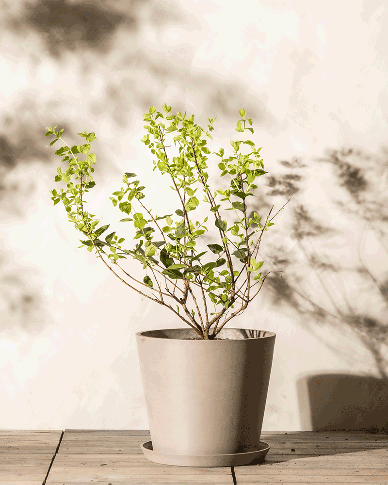 Eine kleine, grüne Lonicera purpusii-Pflanze steht in einem einfachen beigen Topf auf einer Holzoberfläche. Die Pflanze hat mehrere Zweige mit leuchtend grünen Blättern. Ein sanftes Licht wirft komplizierte Schatten der Lonicera purpusii und ihrer Blätter auf die helle Wand dahinter.