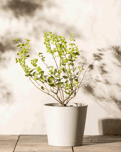 Eine kleine, grüne Pflanze, möglicherweise eine Lonicera purpusii, wächst in einem weißen Keramiktopf auf einer Holzoberfläche. Der Hintergrund ist eine helle, neutrale Wand, auf die die Blätter sanfte Schatten werfen.