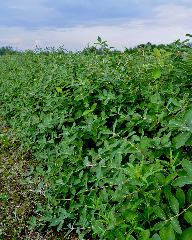 Maibeeren-Strauch in der Wildnis 