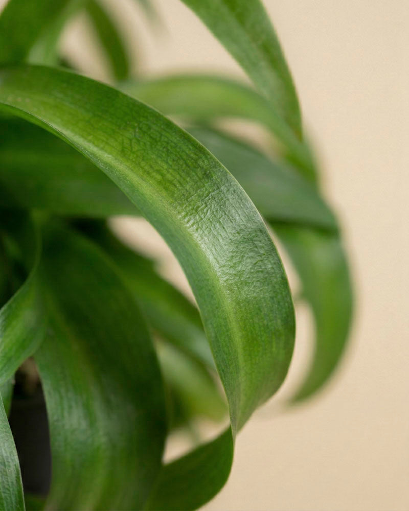 Nahaufnahme der langen, gebogenen grünen Blätter der Grünlilie 'Green Bonnie' mit ihrer glatten Textur und den sichtbaren Adern vor einem einfarbig beigen Hintergrund.