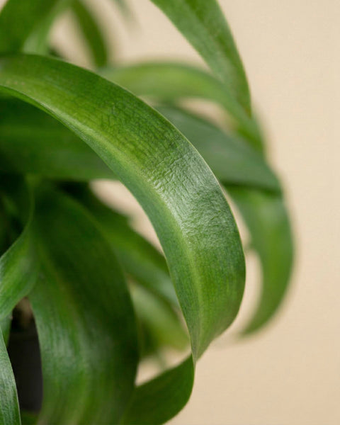 Nahaufnahme der langen, gebogenen grünen Blätter der Grünlilie 'Green Bonnie' mit ihrer glatten Textur und den sichtbaren Adern vor einem einfarbig beigen Hintergrund.