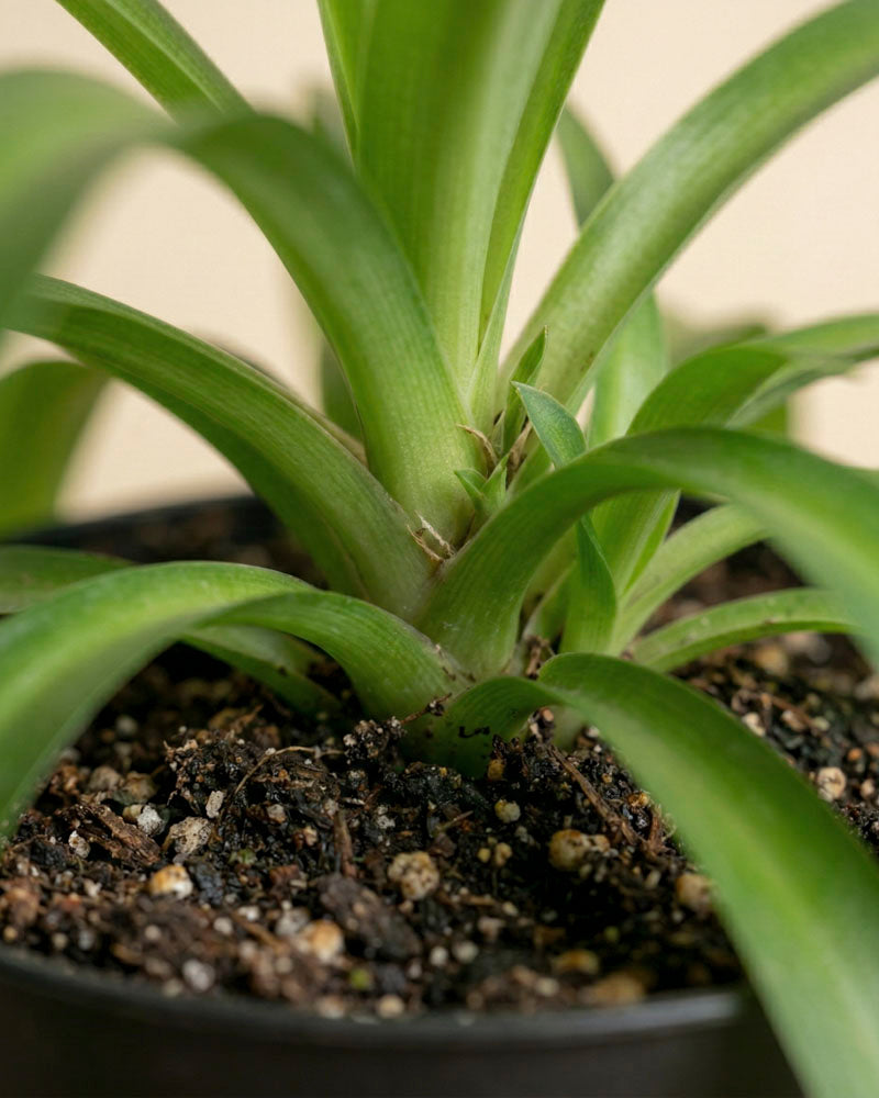 Nahaufnahme einer getopften Grünlilie 'Green Bonnie' mit langen, spitzen grünen Blättern, die aus der Mitte herauswachsen; die dunkle Erde im Topf ist mit kleinen Kieselsteinen gesprenkelt - eine klassische Zimmerpflanze.