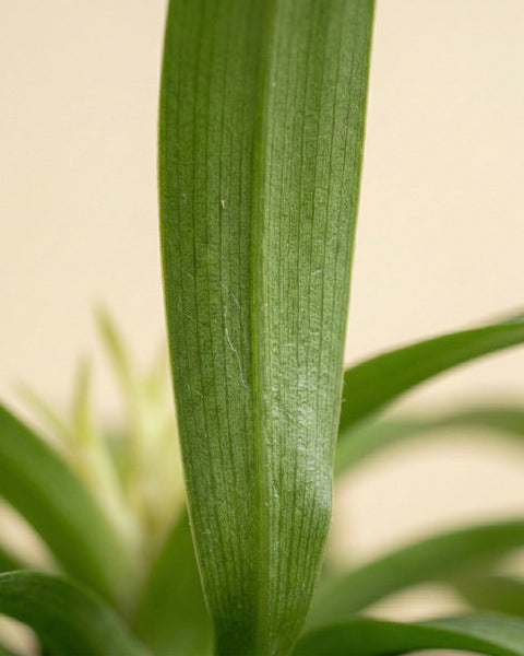 Nahaufnahme eines einzelnen Blattes der Grünlilie 'Green Bonnie' (Chlorophytum comosum) mit sichtbaren Adern und glatter Textur vor einem verschwommenen Hintergrund aus grünem Laub und einer hellbeigen Wand.