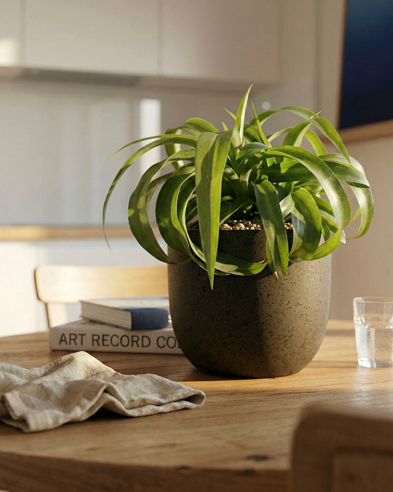 Eine getopfte Grünlilie 'Green Bonnie' ruht auf einem Holztisch neben Büchern, einer Stoffserviette und einem Glas Wasser. Das einfallende Sonnenlicht schafft eine warme und gemütliche Atmosphäre in der modernen Küche oder im Essbereich.