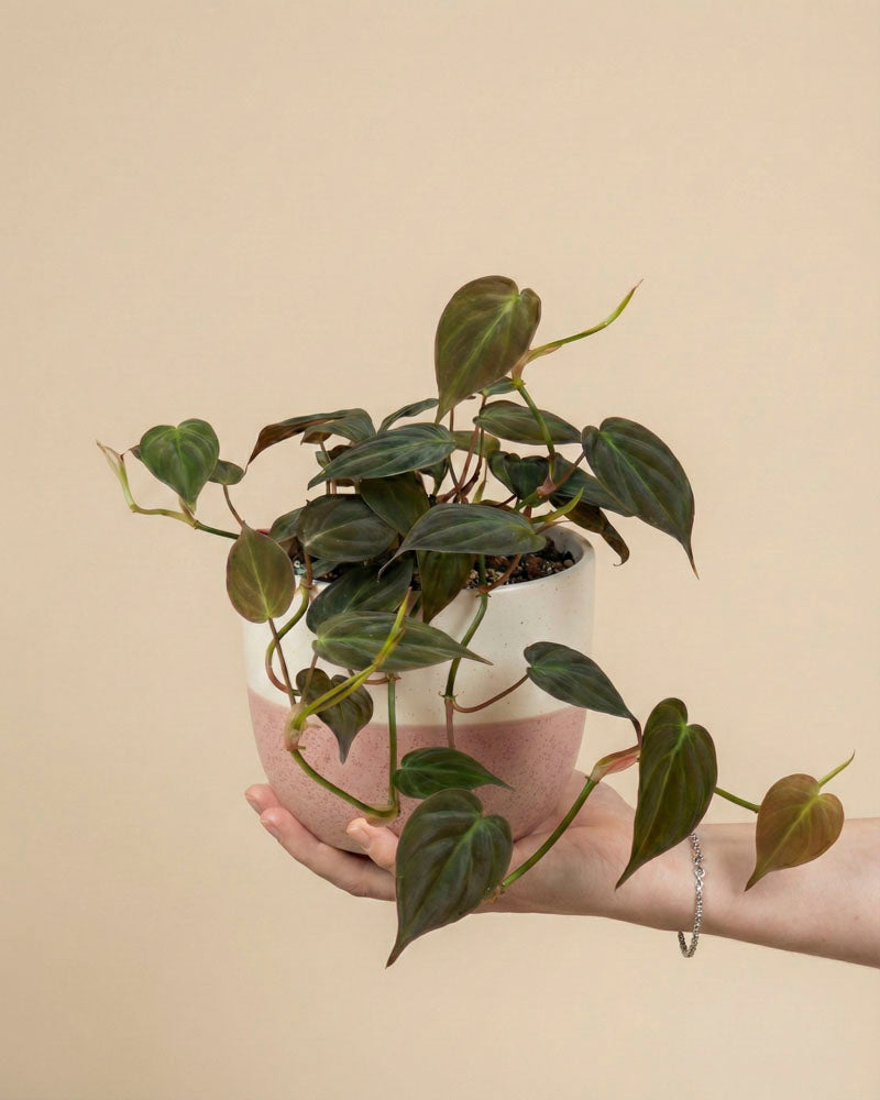 Eine Hand hält einen weiß-rosafarbenen Keramiktopf mit einem Philodendron micans - feey, dessen samtige, herzförmige grüne Blätter sich elegant vor einem schlichten beigen Hintergrund abheben.