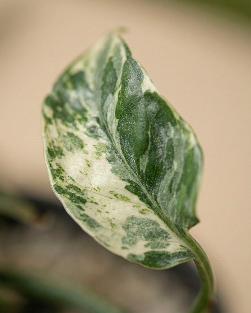 Nahaufnahme eines Epipremnum pinnatum variegata - Feenblattes mit cremeweißen und grün marmorierten Flecken. Der unscharfe Hintergrund hebt die einzigartige Textur und Färbung dieser atemberaubenden Hängepflanze hervor.