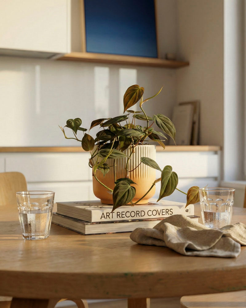 Ein Philodendron micans - feey mit samtigen Blättern sitzt auf gestapelten Büchern wie 