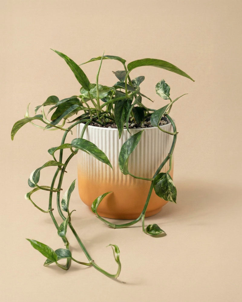 Die Epipremnum pinnatum variegata - feey besticht durch ihre bunten Blätter in einem gerippten Keramiktopf mit weißem und orangefarbenem Farbverlauf vor einem beigen Hintergrund - diese Hängepflanze bringt Frische in jeden Raum.