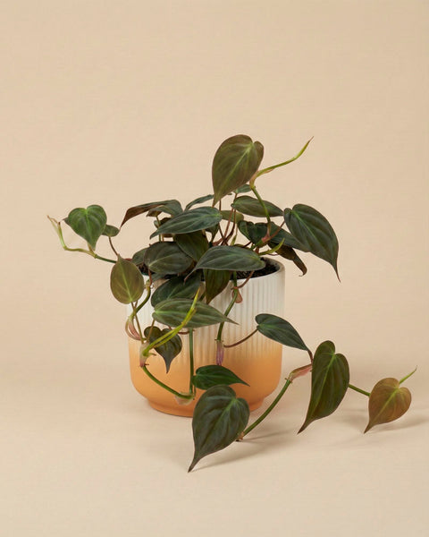 Ein Philodendron micans - feey mit herzförmigen, samtigen Blättern steht in einem zweifarbigen Übertopf mit cremefarbenem und orangefarbenem Farbverlauf vor beigem Hintergrund, dessen Blätter und Stängel sanft über den Topfrand drapiert sind.