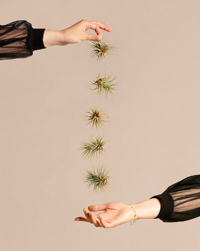 5 Luftpflanzen schweben zwischen zwei Händen