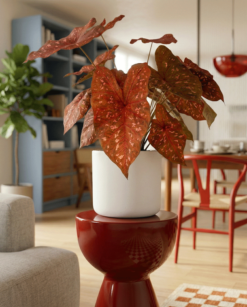 Caladium 'Burning Heart'