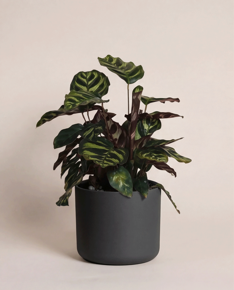 Die Kleine Calathea makoyana - feey, eine tierfreundliche Zimmerpflanze mit grün-violett gemusterten Blättern, steht in einem matten, dunkelgrauen runden Übertopf vor beigem Hintergrund.