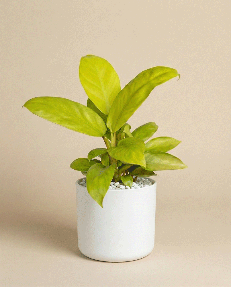 Ein Philodendron 'Ceylon Gold' - feey mit breiten grünen Blättern wächst in einem weißen Topf, der mit kleinen weißen Steinen gefüllt ist, vor einem schlichten beigen Hintergrund.