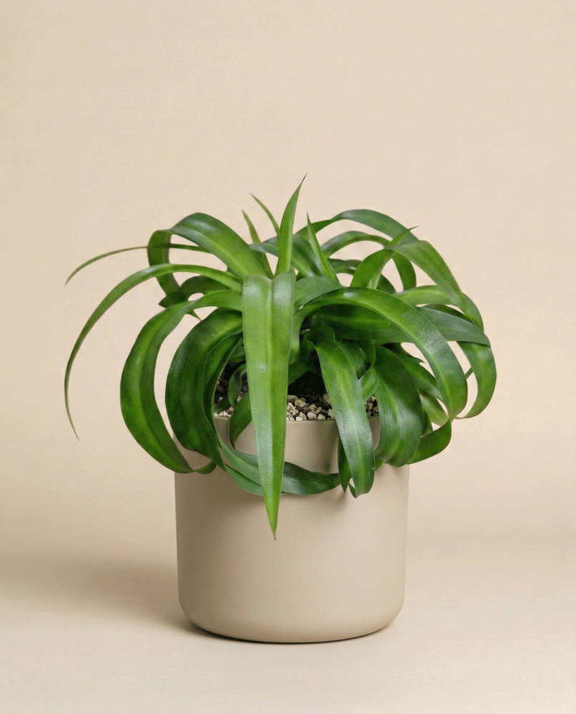 Eine gesunde und lebendige Grünlilie 'Green Bonnie' Zimmerpflanze mit langen, bogenförmigen Blättern sitzt in einem einfachen, hellbeigen Topf vor einem schlichten beigen Hintergrund.