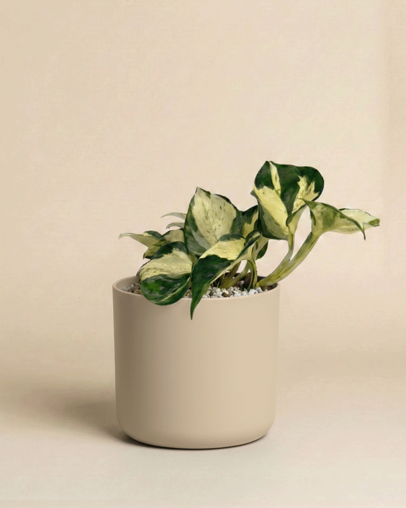 Eine panaschierte Efeutute 'Happy Leaf' - feey mit grünen und cremefarbenen Blättern sitzt in einem einfachen, hellbeigen Topf vor einem schlichten, hellbeigen Hintergrund.