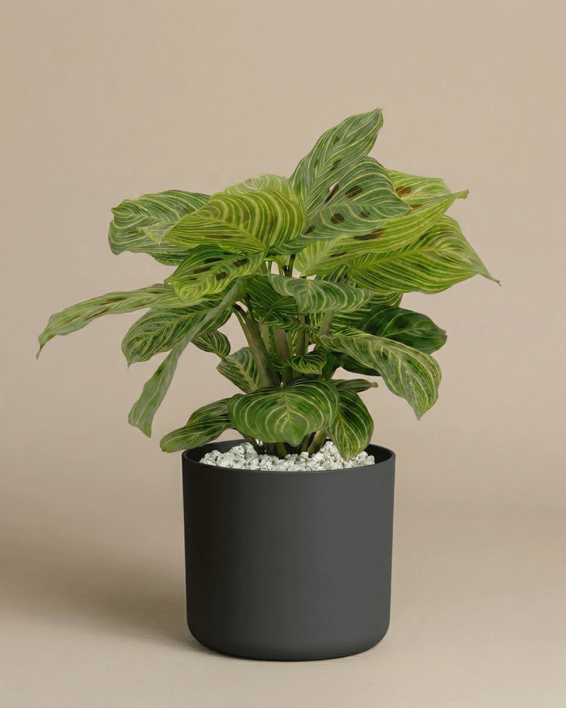 Die Maranta 'Light Veins' - feey ist eine grün getopfte Gebetspflanze mit gestreiften Blättern und hellen Adern, eingebettet in weißen Kies in einem mattschwarzen Topf, vor einem einfarbig beigen Hintergrund.