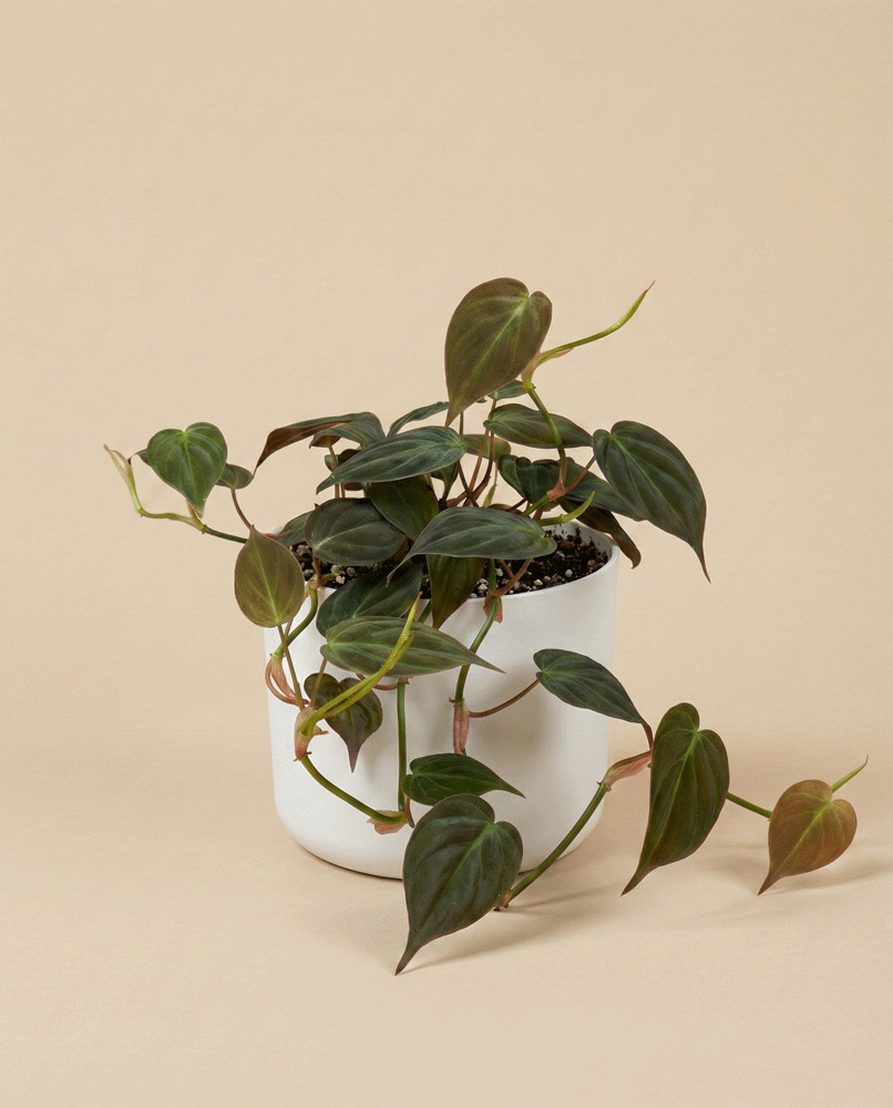 A Philodendron micans - feey mit samtigen, herzförmigen Blättern und hängenden Trieben im weißen Topf vor beigem Hintergrund.