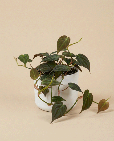 A Philodendron micans - feey mit samtigen, herzförmigen Blättern und hängenden Trieben im weißen Topf vor beigem Hintergrund.