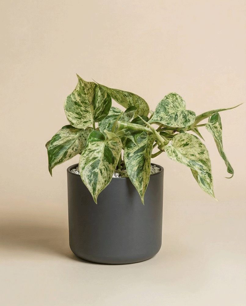 Ein Philodendron 'Oxycardium Variegata' - fey mit panaschierten grünen und cremefarbenen, herzförmigen, samtigen Blättern ist in einem einfachen dunkelgrauen Gefäß vor einem einfarbig beigen Hintergrund getopft.