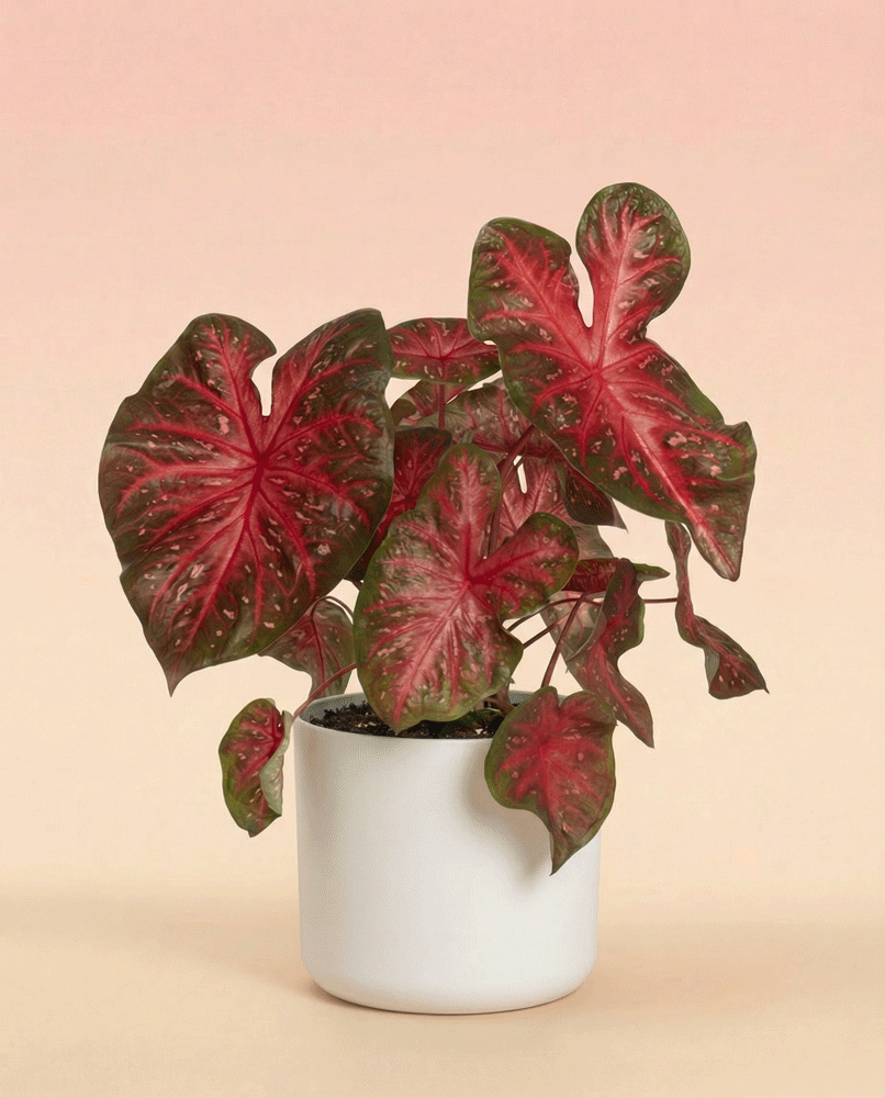 Ein getöpfertes Caladium 'Red Flash' mit großen, herzförmigen, dunkelgrünen Blättern mit leuchtend roten Zentren und hellgrünen Adern vor einem zartrosa und beigen Hintergrund.