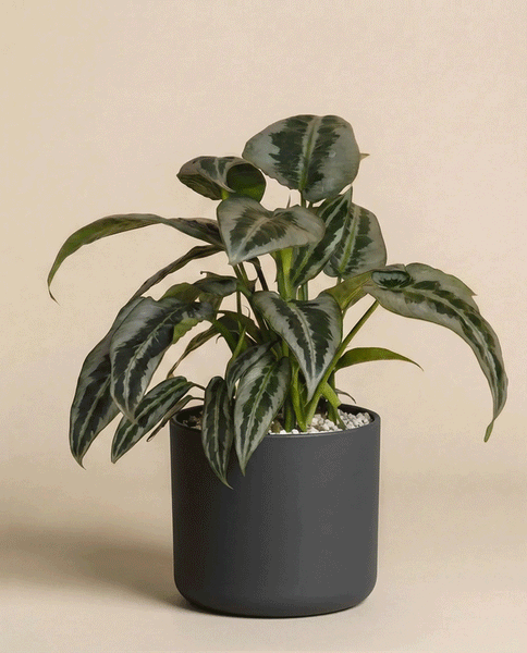 Eine Schismatoglottis 'Silver Indukan' - Fee mit breiten grünen Blättern und hellgrünen Mustern sitzt in einem matten dunkelgrauen Topf vor einem schlichten beigen Hintergrund.