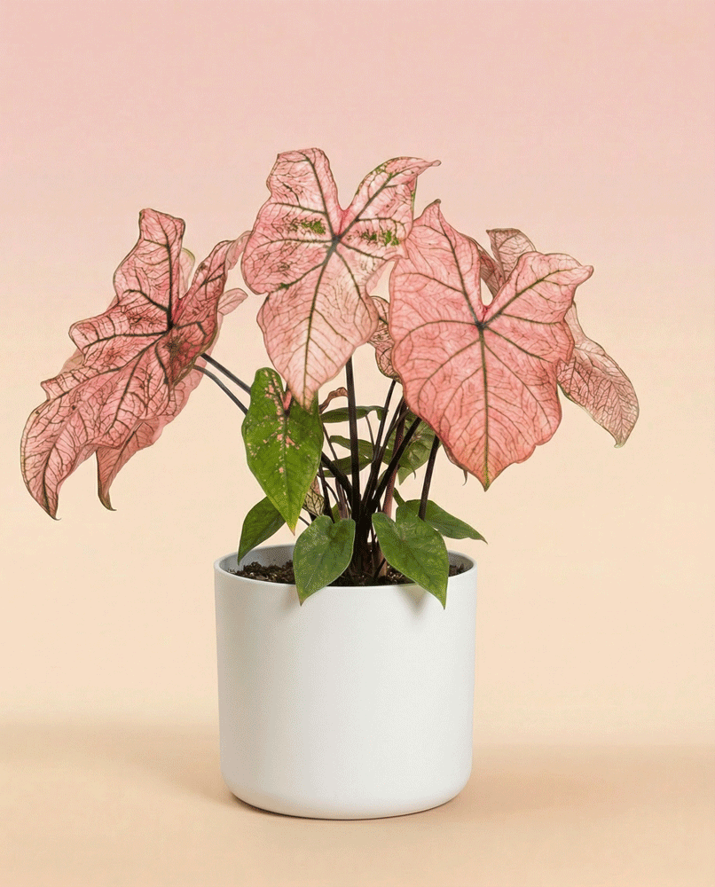 Ein Caladium 'Spring Fling' mit großen, herzförmigen rosa Blättern und grünen Adern sitzt in einem weißen Topf vor einem Hintergrund mit zartem rosa und beigem Farbverlauf.