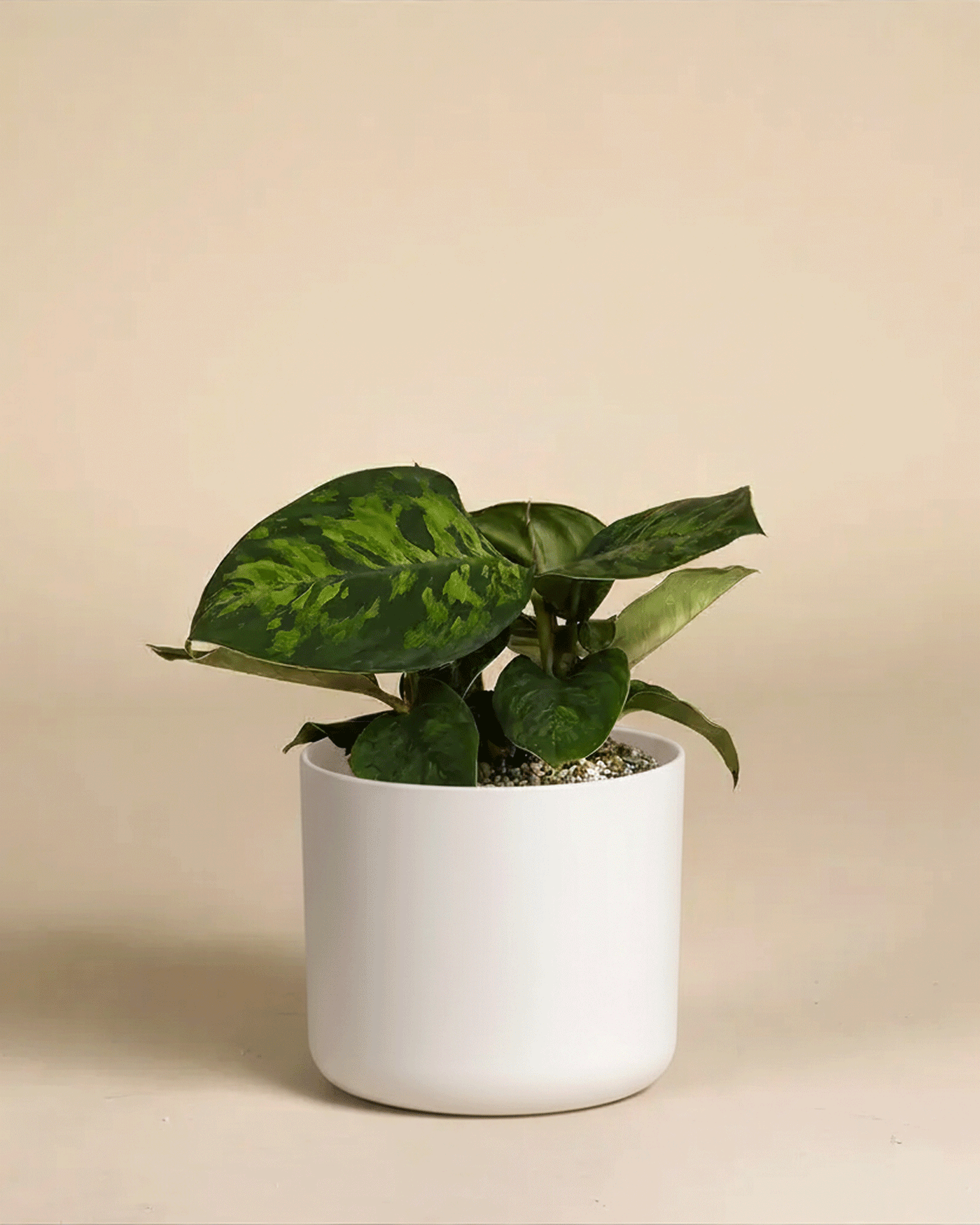 Eine grün getopfte Homalomena 'Camouflage - feey' mit auffälligem Laub sitzt in einem schlichten weißen Übertopf vor einem schlichten beigen Hintergrund.
