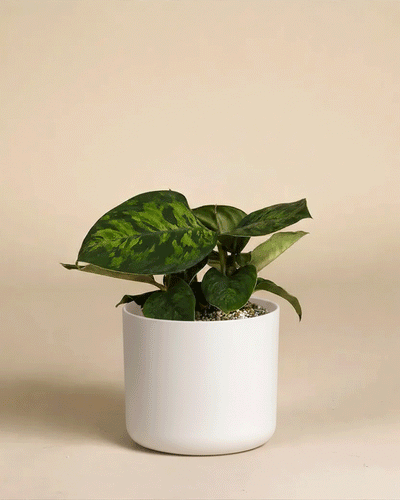 Eine grün getopfte Homalomena 'Camouflage - feey' mit auffälligem Laub sitzt in einem schlichten weißen Übertopf vor einem schlichten beigen Hintergrund.