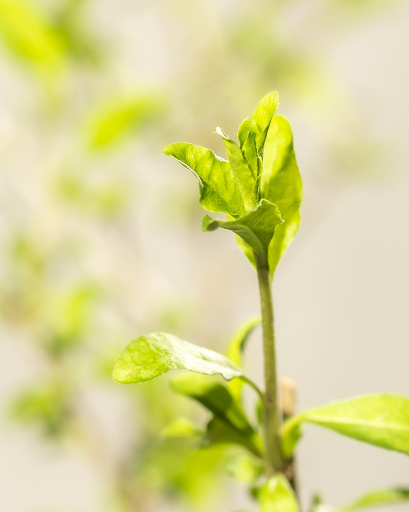Eine Nahaufnahme eines jungen grünen Pflanzentriebs mit frischen Blättern, wahrscheinlich Goji-Beere. Der Hintergrund ist verschwommen, wodurch das kräftige und gesunde Wachstum des neuen Blattwerks hervorgehoben wird. Die sanfte Beleuchtung betont die zarten Details der Blätter.