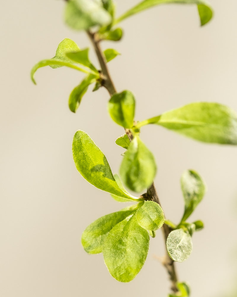 Nahaufnahme eines dünnen Goji-Beere-Zweiges, an dessen Länge kleine, leuchtend grüne Blätter sprießen. Der Hintergrund ist in einem sanften Beige gehalten, was eine einfache und natürliche Ästhetik erzeugt.