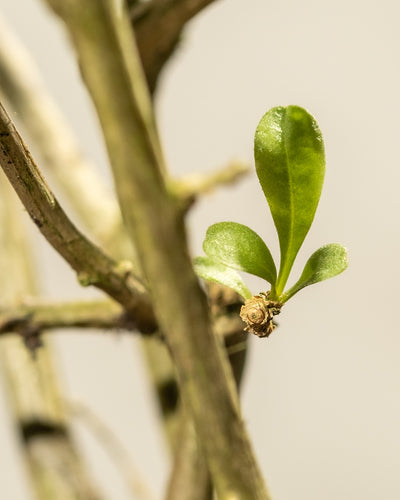 Nahaufnahme eines kleinen, frischen grünen Blattes, das aus einem braunen, holzigen Zweig vor einem unscharfen Hintergrund sprießt. Das neue Wachstum markiert den Beginn der Entwicklung der Goji-Beere-Pflanze und verspricht zukünftige Goji-Beere-Ernten.