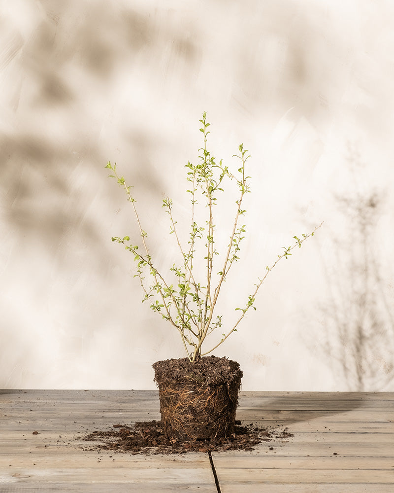 Eine kleine Goji-Beere-Pflanze mit grünen Blättern steht aufrecht, ihre Wurzeln und die umgebende Erde liegen frei, auf einer Holzoberfläche vor einem schlichten, hellen Hintergrund mit weichen Schatten.