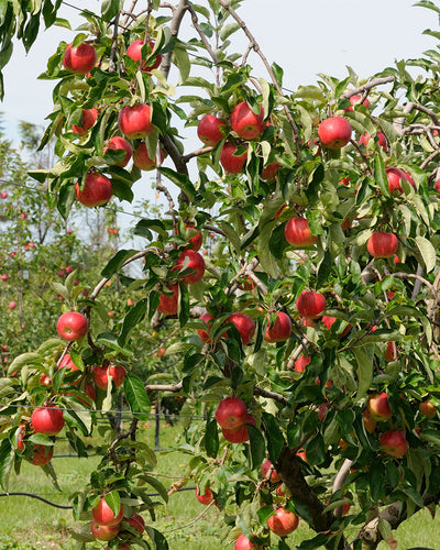 Detailaufnahmen von Äpfel an einem grossen Apfelbaum