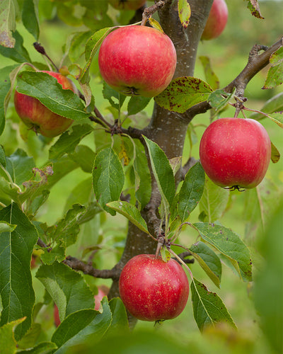 Nahaufnahme von ein paar Äpfel an einem Apfelbaum