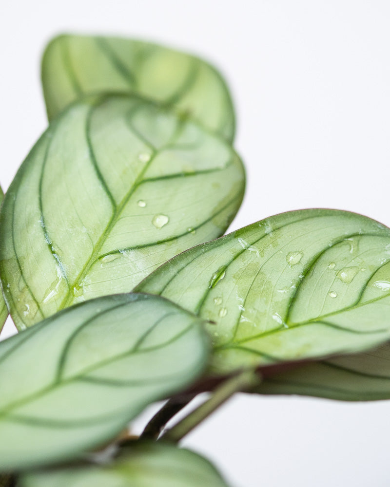 Detailaufnahme der Baby Maranta ‘Amabilis Mint’, Blätter mit Wassertropfen.