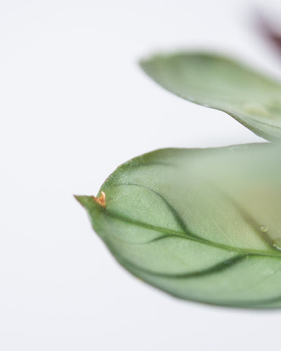 Detailaufnahme einer Baby Maranta ‘Amabilis Mint’, Blatt mit kleinem Makel.