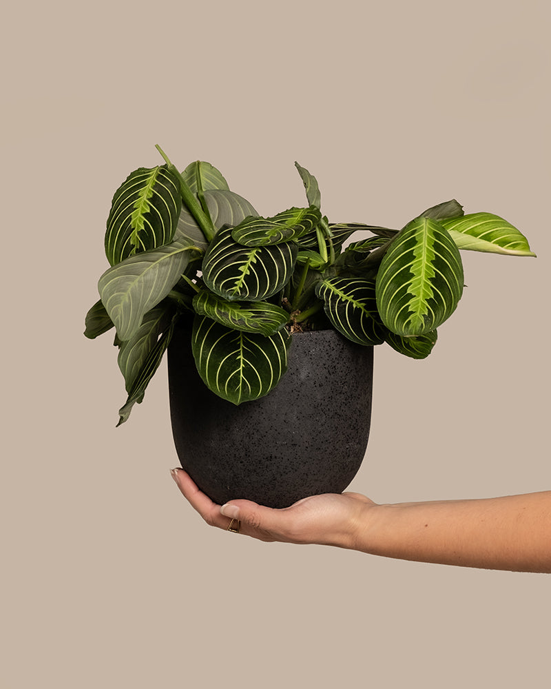 Eine Hand hält eine Maranta Lemon Lime mit leuchtend grünen Blättern, die markante hellgrüne Adern aufweisen. Die Pflanze, die oft als Lemon Lime Prayer Plant bezeichnet wird, steht in einem mattschwarzen Topf vor einem schlichten beigen Hintergrund.