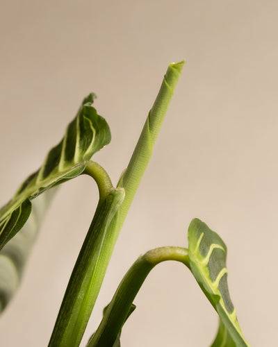 Nahaufnahme einer Maranta Lemon Lime, aus deren Stiel sich ein neues Blatt entfaltet. Die Blätter weisen deutliche Adernmuster und eine glänzende Textur auf, wobei der unscharfe Hintergrund die komplizierten Details der Pflanze hervorhebt.