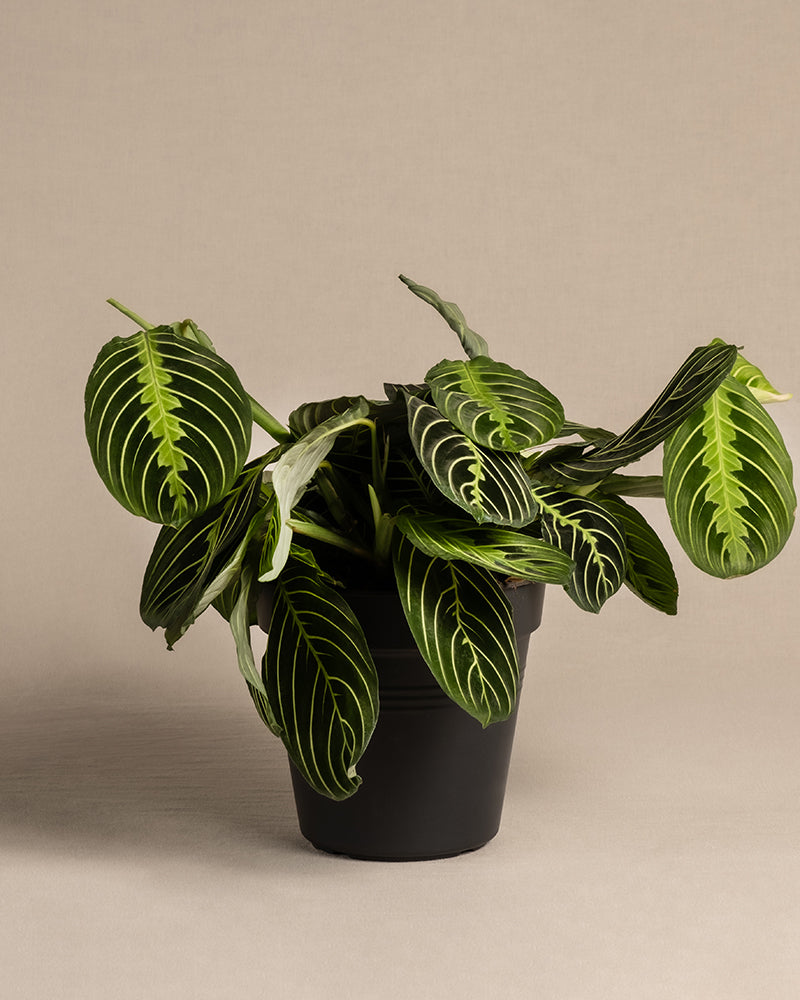 Eine Maranta Lemon Lime-Gebetspflanze mit leuchtend grünen Blättern und markanten gelben und dunkelgrünen Mustern steht vor einem neutralen beigen Hintergrund. 