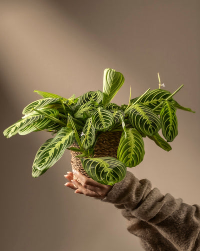 Eine Hand in einem gemütlichen Pullover hält eine Maranta Lemon Lime hoch und präsentiert ihre üppigen grünen Blätter mit komplizierten hellgrünen Mustern. Die als Lemon Lime Prayer Plant bekannte Pflanze steht vor einem neutralen Hintergrund mit sanfter Beleuchtung, die ihr leuchtendes Laub hervorhebt.