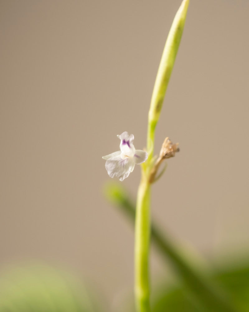 Eine zarte kleine weiße Orchidee blüht auf einem dünnen grünen Stiel vor einem sanften beigen Hintergrund und hebt komplizierte Details hervor, die an die subtile Eleganz der Maranta Lemon Lime erinnern.