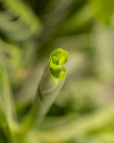 Eine Nahaufnahme eines sich entfaltenden Triebs der Maranta Lemon Lime zeigt seine leuchtend grüne Textur vor einem sanft verschwommenen grünen Hintergrund.